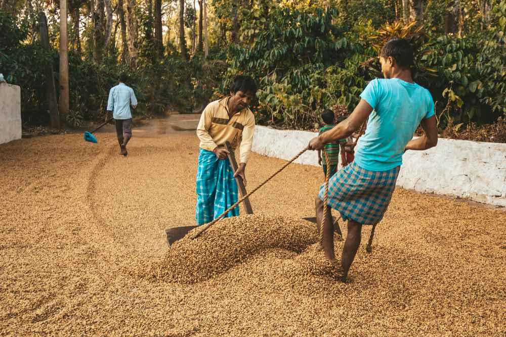 Washed vs Honey vs Natural Coffee: What's the Difference?